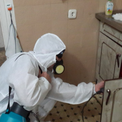 Дезинфекция от муравьев в квартире в Малой Вишере